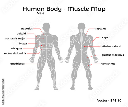 Male Human Body Muscle Map With Major Muscle Names Front And Back Vector Eps 10 Illustration Wall Mural Idris