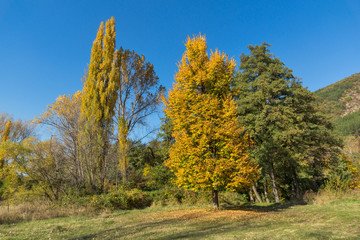 Naklejka premium Autumn Landscape with yellow tree near Pancharevo lake, Sofia city Region, Bulgaria