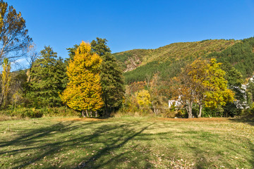 Autumn Landscape with yellow tree near Pancharevo lake, Sofia city Region, Bulgaria
