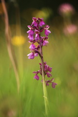 Orchidaceae. The wild nature of the Czech Republic. A rare plant of wild nature. Plant in the grass. Beautiful picture. Spring nature.