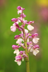Orchidaceae. The wild nature of the Czech Republic. A rare plant of wild nature. Plant in the grass. Beautiful picture. Spring nature.