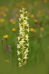 Orchidaceae. The wild nature of the Czech Republic. A rare plant of wild nature. Plant in the grass. Beautiful picture. Spring nature.