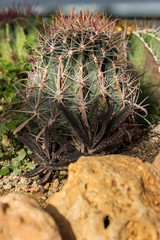 Naklejka na ściany i meble Various cacti planted on the ground, close up shot