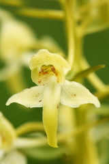 Orchidaceae. The wild nature of the Czech Republic. A rare plant of wild nature. Plant in the grass. Beautiful picture. Spring nature.