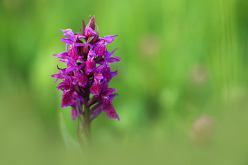 Orchidaceae. The wild nature of the Czech Republic. A rare plant of wild nature. Plant in the grass. Beautiful picture. Spring nature.