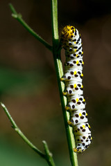 Caterpillar of Water betony (Shargacucullia scrophulariae) I