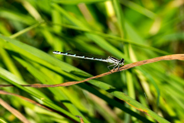 Eurasian Bluet (prob. Enallagma cyathigerum, female) sitting on dry grass