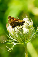 Skipper butterfly (Hesperiidae) sitting on white flowers from above