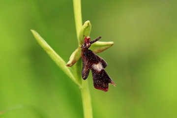 Orchidaceae. The wild nature of the Czech Republic. A rare plant of wild nature. Plant in the grass. Beautiful picture. Spring nature.