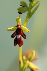 Orchidaceae. The wild nature of the Czech Republic. A rare plant of wild nature. Plant in the grass. Beautiful picture. Spring nature.