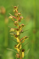Orchidaceae. The wild nature of the Czech Republic. A rare plant of wild nature. Plant in the grass. Beautiful picture. Spring nature.