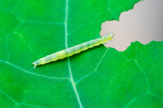 Caterpillar of Silver Y (Autographa gamma) on nasturtium leaf (Tropaeolum)