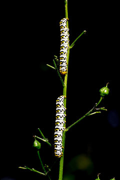 Two Caterpillars of Water betony (Shargacucullia scrophulariae) feeding upside down