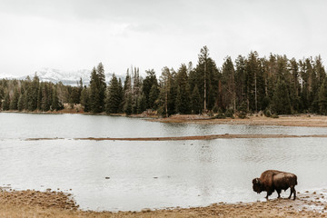 Solitary American bison buffalo drinking water in scenic mountain lake landscape in Yellowstone National Park, Wyoming.