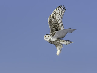 Snowy Owl Female with the Dense Spotting and Barring.in Flight on Blue Sky  