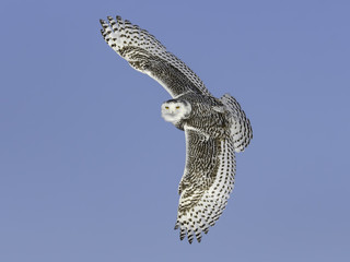 Obraz premium Snowy Owl Female with the Dense Spotting and Barring.in Flight on Blue Sky 