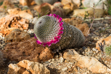 Various cacti planted on the ground, close up shot