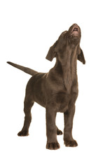 Chocolate labrador retriever puppy standing and looking up howling isolated on a white background