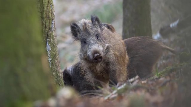 Wild boar (Sus scrofa) in forest