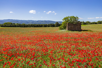 Champ de coquelicots dans le Luberon à proximité du village de Roussillon