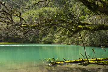 Mystic forest lagoon Magdalena in Huehuetenango, Guatemala, 