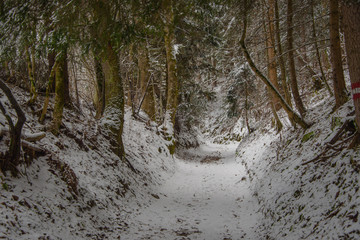 a path through a winter forest, covered with snow