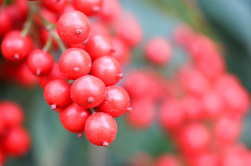 Bright red berries in winter