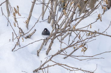 Dark-eyed Junco Puffs Up Its Feathers in the Snow