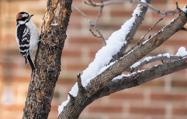 Downy Woodpecker Looking for Insects on a Tree  in the Winter