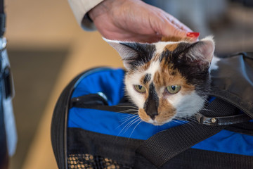 calico cat looking out of cat carrier at vet