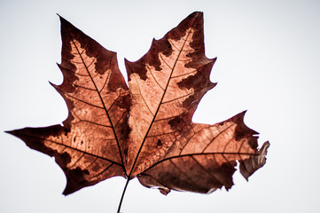 HOJA SECA CON FONDO BLANCO