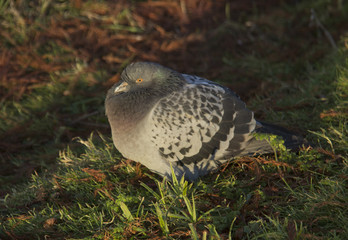 Ferrel pigeon in winter sunlight