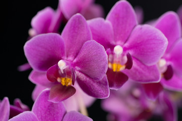 Fototapeta na wymiar purple mini orchid on a black background