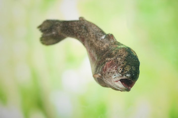 Rainbow trout swimming in water