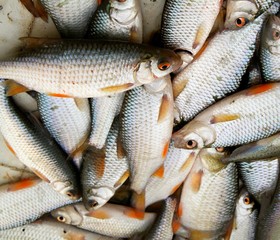 fresh fish from the sea