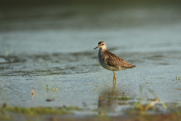 Charadrii. Wild nature of Czech. Free nature. Bird in the water. Wildlife photography. A beautiful picture of bird life.
