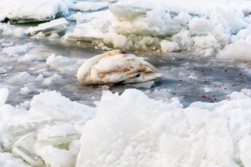 Naklejka premium injured swan in a frozen river