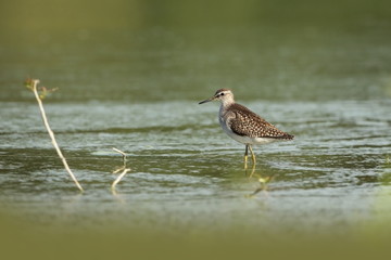 Charadrii. Wild nature of Czech. Free nature. Bird in the water. Wildlife photography. A beautiful picture of bird life.