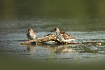 Charadrii. Wild nature of Czech. Free nature. Bird in the water. Wildlife photography. A beautiful picture of bird life.