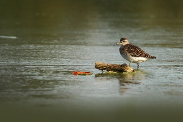 Charadrii. Wild nature of Czech. Free nature. Bird in the water. Wildlife photography. A beautiful picture of bird life.