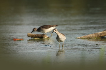 Charadrii. Wild nature of Czech. Free nature. Bird in the water. Wildlife photography. A beautiful picture of bird life.