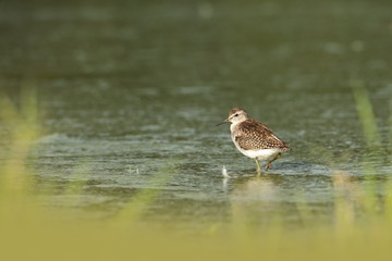 Charadrii. Wild nature of Czech. Free nature. Bird in the water. Wildlife photography. A beautiful picture of bird life.