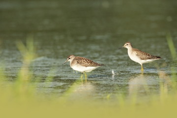 Charadrii. Wild nature of Czech. Free nature. Bird in the water. Wildlife photography. A beautiful picture of bird life.
