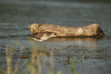 Charadrii. Wild nature of Czech. Free nature. Bird in the water. Wildlife photography. A beautiful picture of bird life.