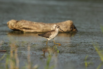 Charadrii. Wild nature of Czech. Free nature. Bird in the water. Wildlife photography. A beautiful picture of bird life.