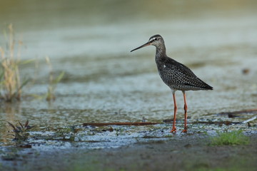 Charadrii. Wild nature of Czech. Free nature. Bird in the water. Wildlife photography. A beautiful picture of bird life.