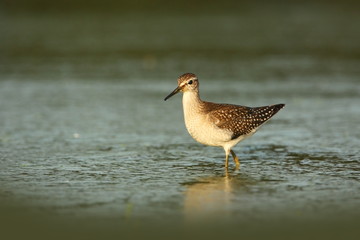 Charadrii. Wild nature of Czech. Free nature. Bird in the water. Wildlife photography. A beautiful picture of bird life.
