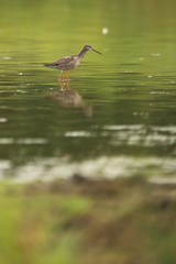 Charadrii. Wild nature of Czech. Free nature. Bird in the water. Wildlife photography. A beautiful picture of bird life.