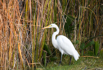 Egret in the Reeds at Santee Lakes in California