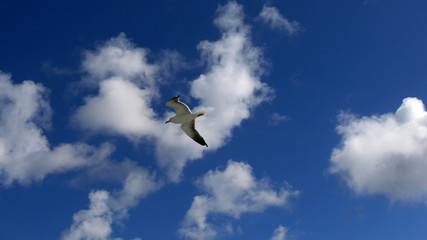 Gabbiano bianco e nero in volo